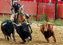 Toros bravos