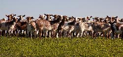 Cabras