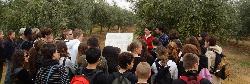 Visita al olivar
