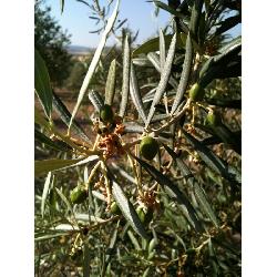 Aceituna sevillana