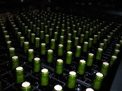 Botellas