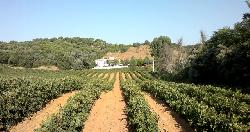 Viña y cortijo