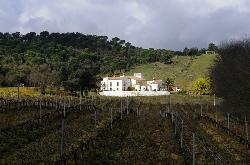 Viña y cortijo
