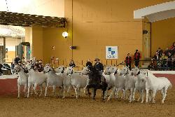 Exhibición