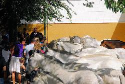 Yeguada de la Cartuja - Hierro del Bocado