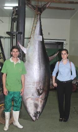 Guias del museo con ejemplar de atun de 357 kg